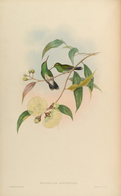 Amazilia fimbriata tephrocephala by John Gould